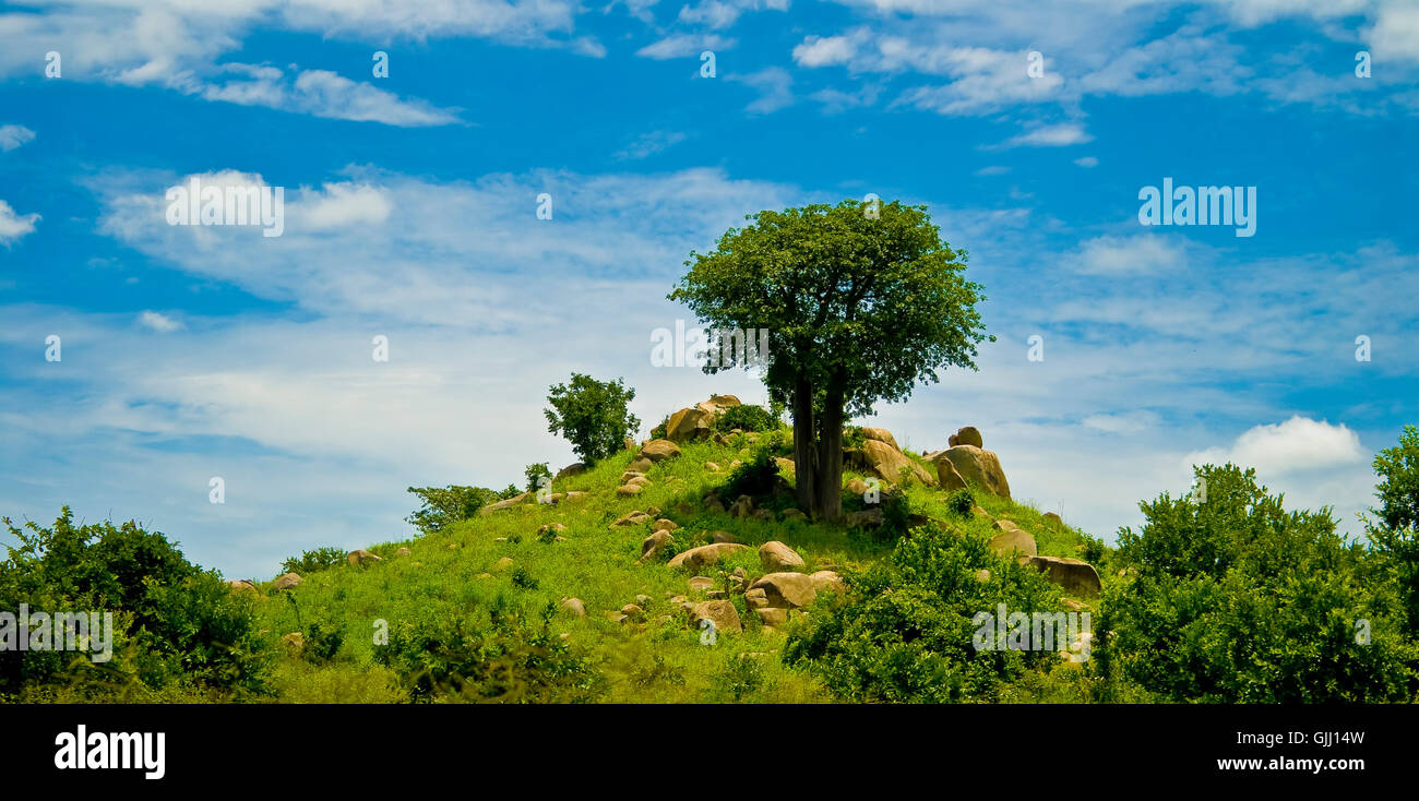 tree and hills in africa Stock Photo