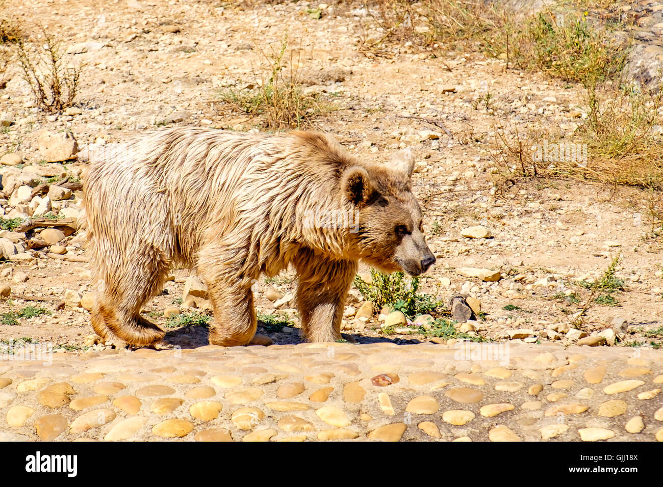 syrian brown bear endangered uicn red status Stock Photo - Alamy