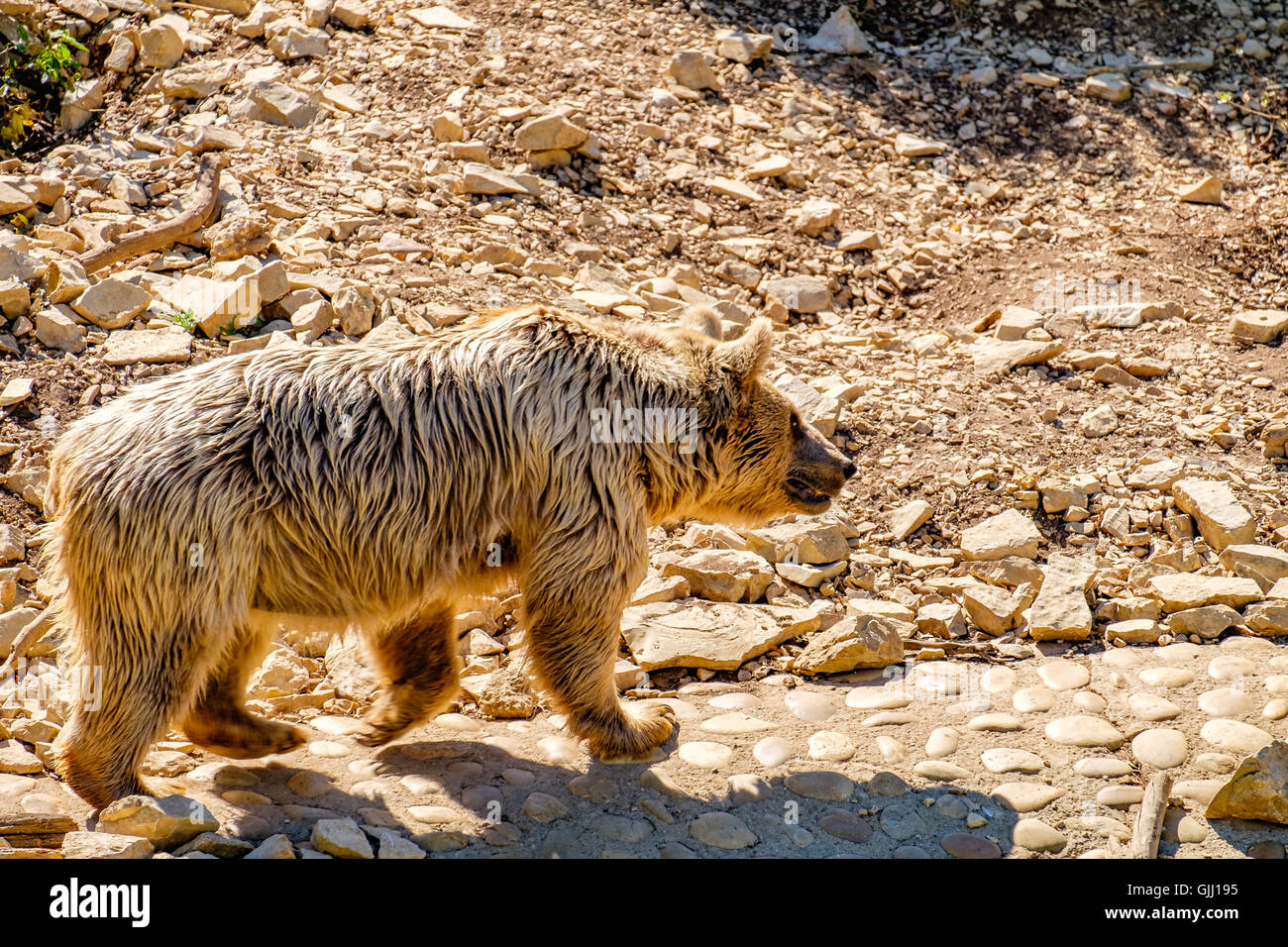 syrian brown bear endangered uicn red status Stock Photo Alamy