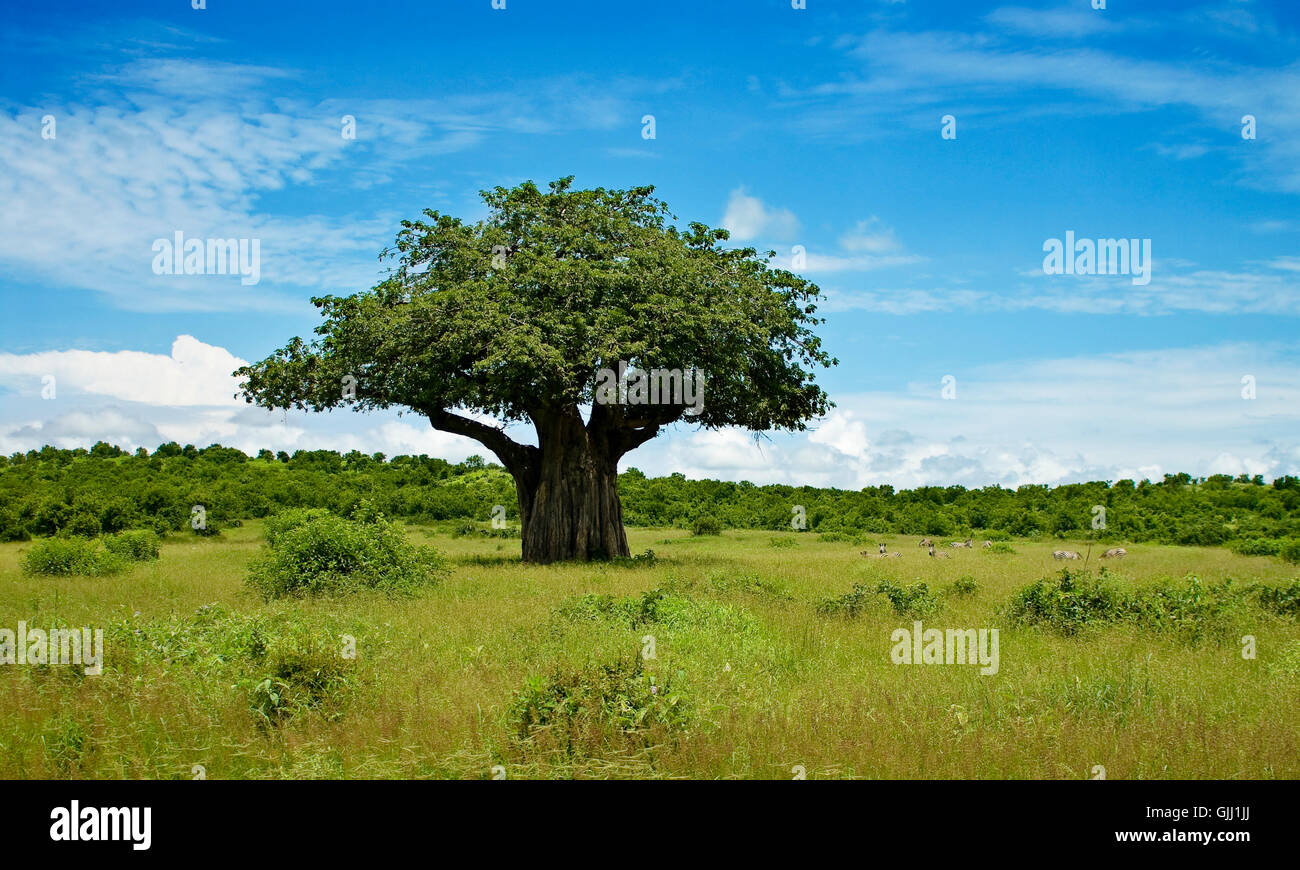 tree landscape in africa Stock Photo