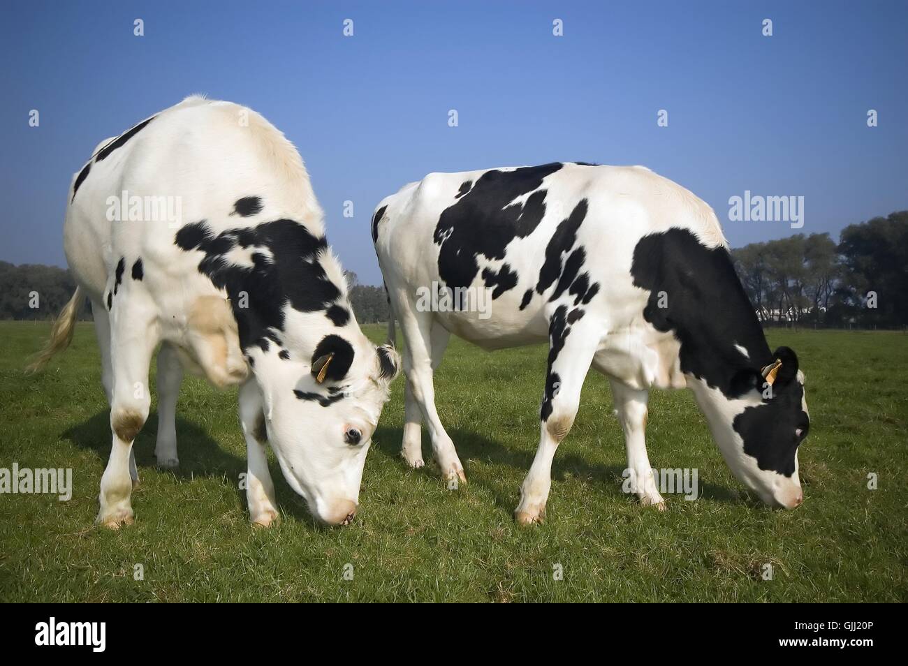 Cow in natural field hi-res stock photography and images - Alamy