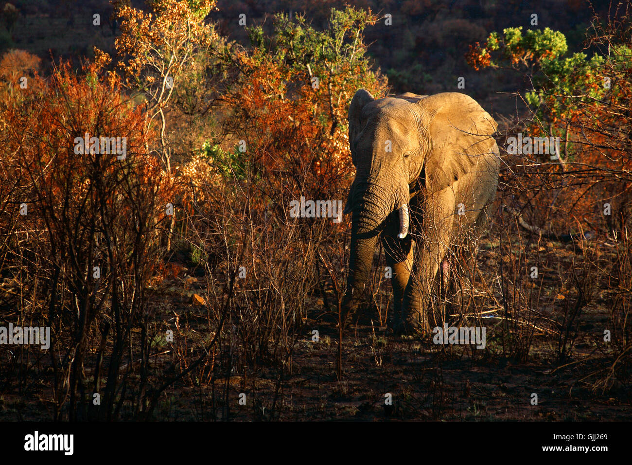 elephant evening bush Stock Photo