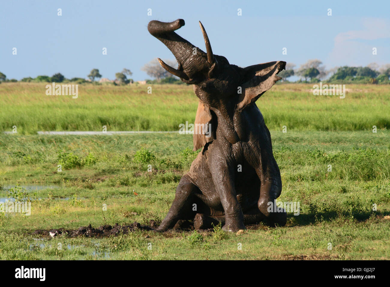 Crying elephant hires stock photography and images Alamy