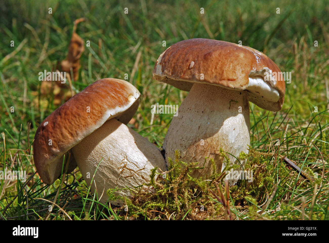 moss twins mushroom Stock Photo