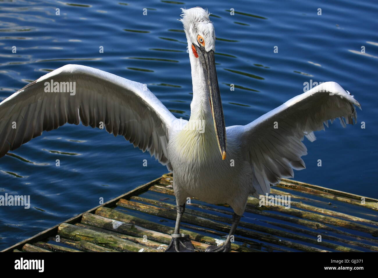 bird fish birds Stock Photo - Alamy