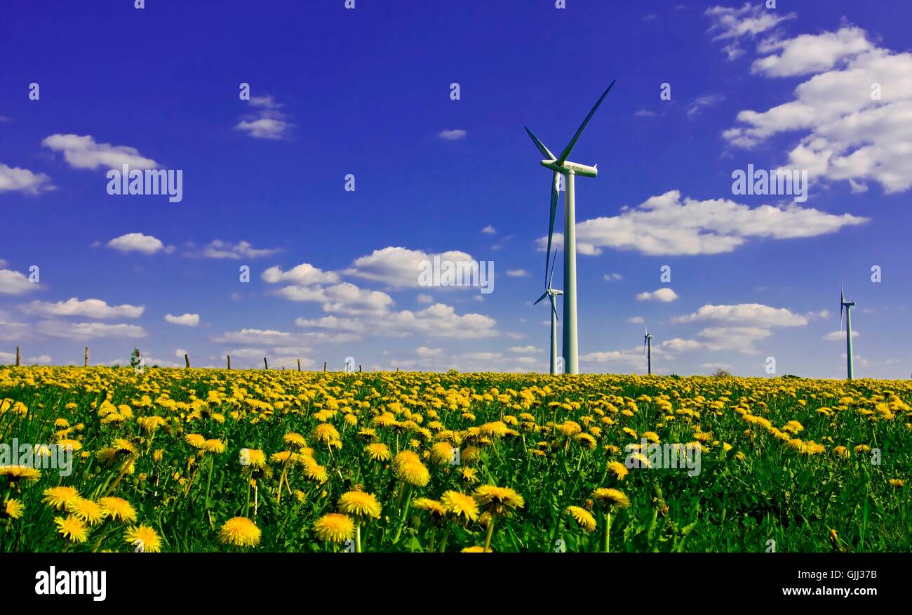 generation of electricity flower flowers Stock Photo Alamy