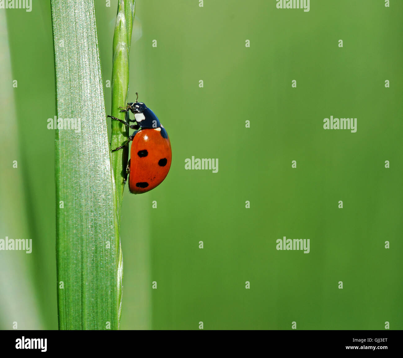 insect beetle dots Stock Photo