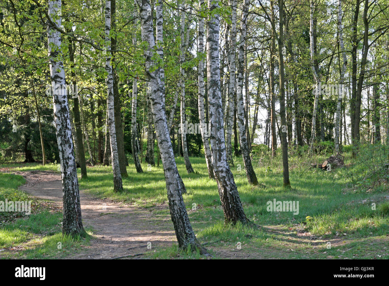 Birch spring hi-res stock photography and images - Alamy