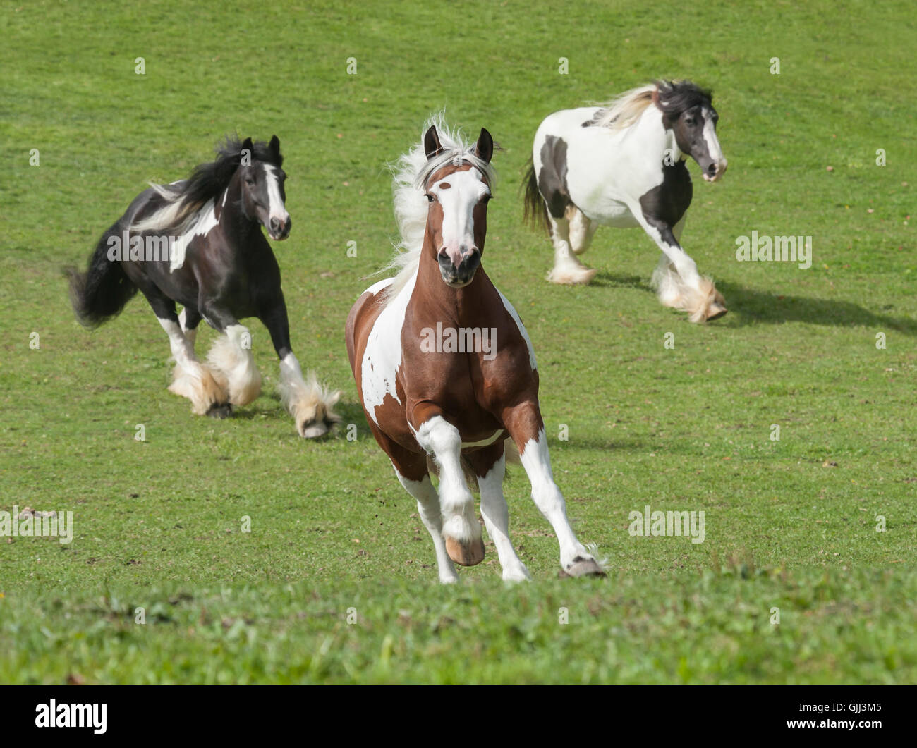 Three Gypsy Horse mares running up green slope to us Stock Photo