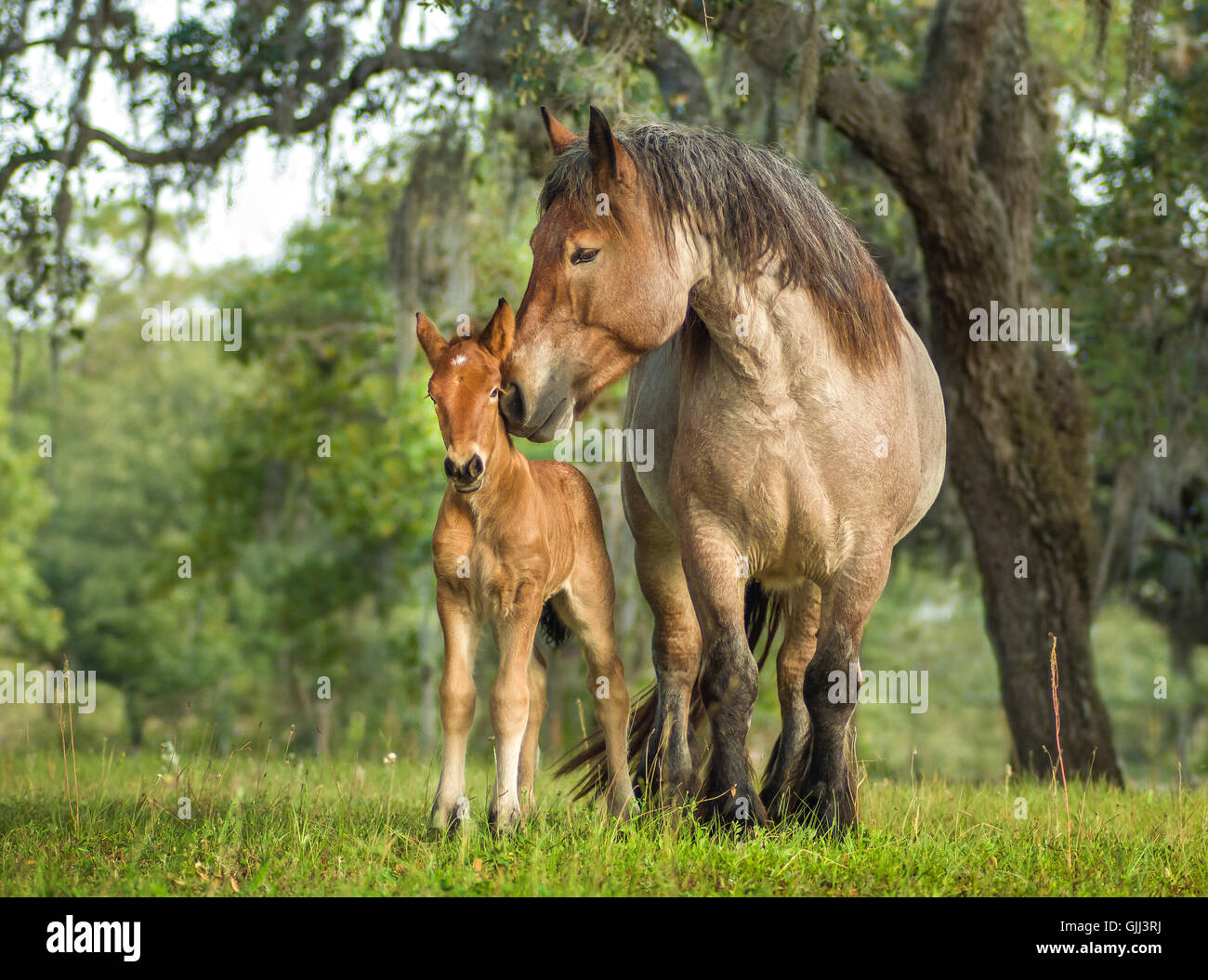 Ardenne mare in green pasture nuzzles her foal. The Ardennes or Ardennais is one of the oldest breeds of draft horse originating Stock Photo