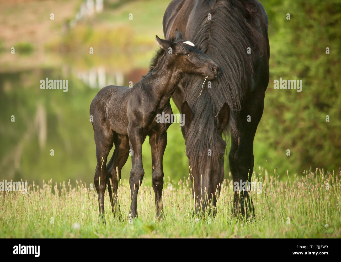 Newborn Percheron Draft Horse foal nuzzles mare grazing the tall grass meadow Stock Photo
