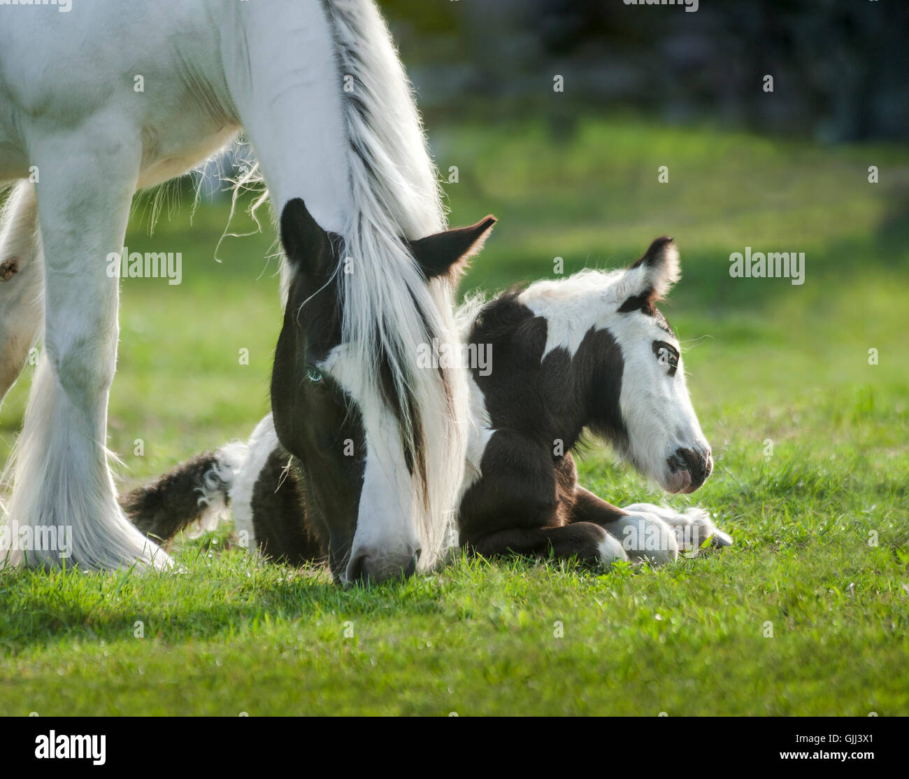 Watchful Gypsy Vanner Horse mare with foal lying in grass Stock Photo
