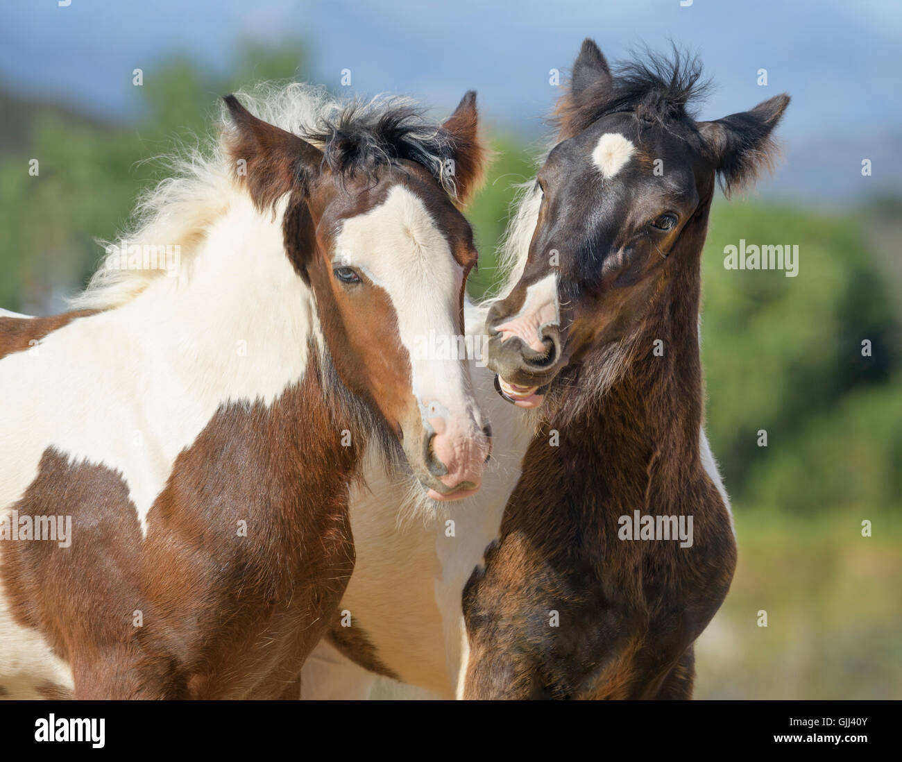 Comical expressions on Gypsy Vanner Horse colt and filly playing Stock Photo