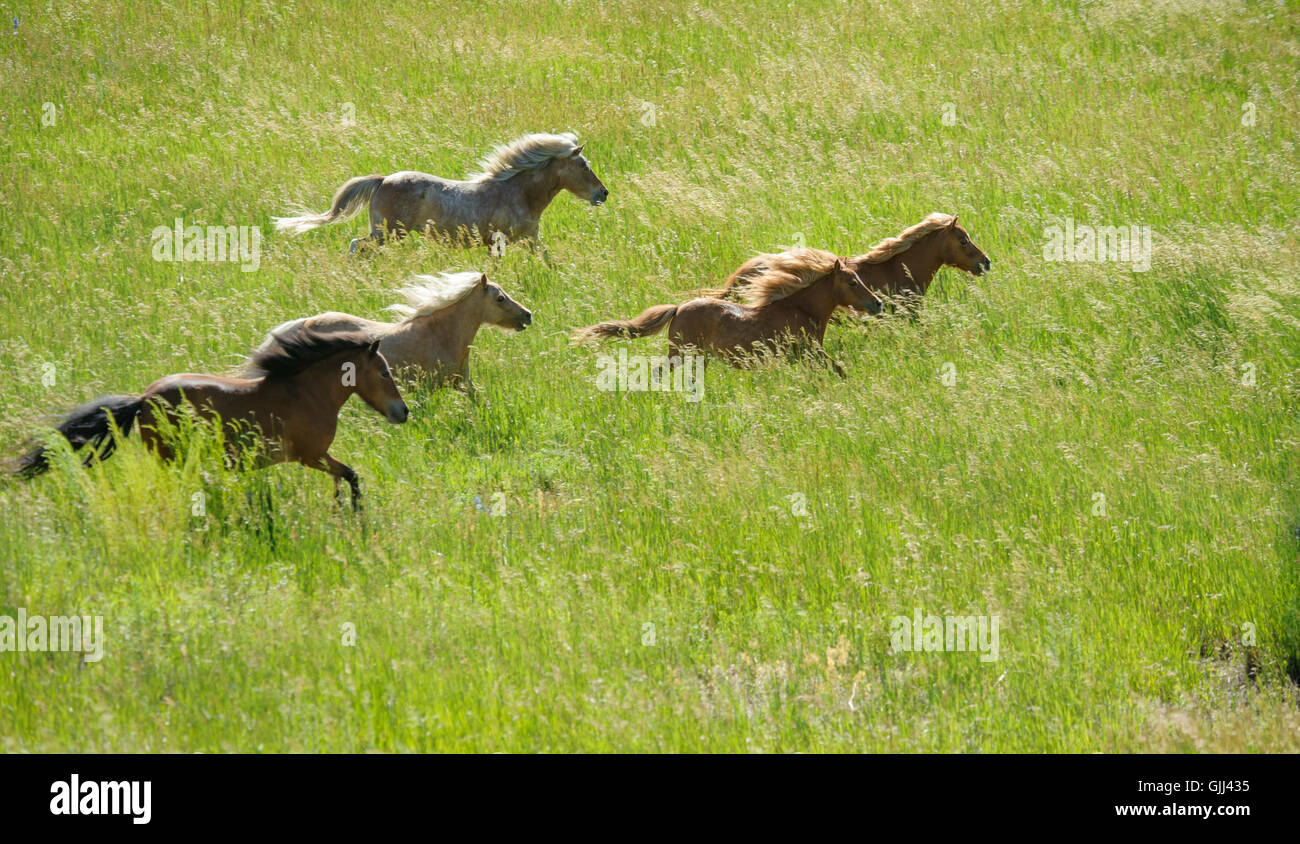 Herd of Miniature horse mares run through field of tall grasses Stock Photo