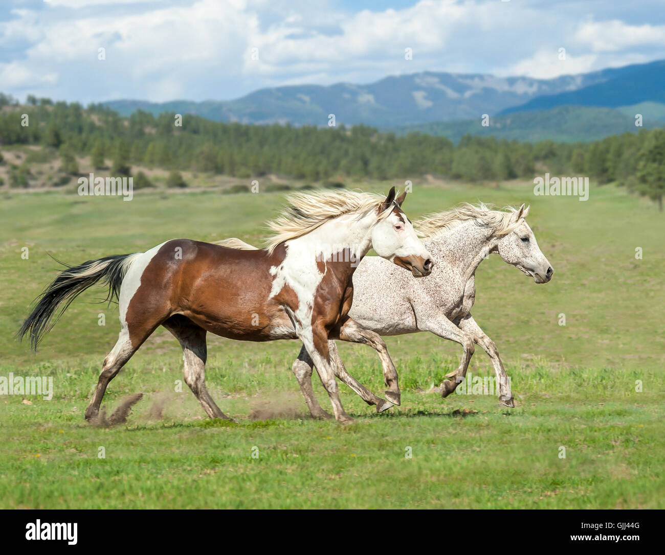 Egyptian Arabian mare with Quarter Horse appendix Paint gelding run across green pasture Stock Photo