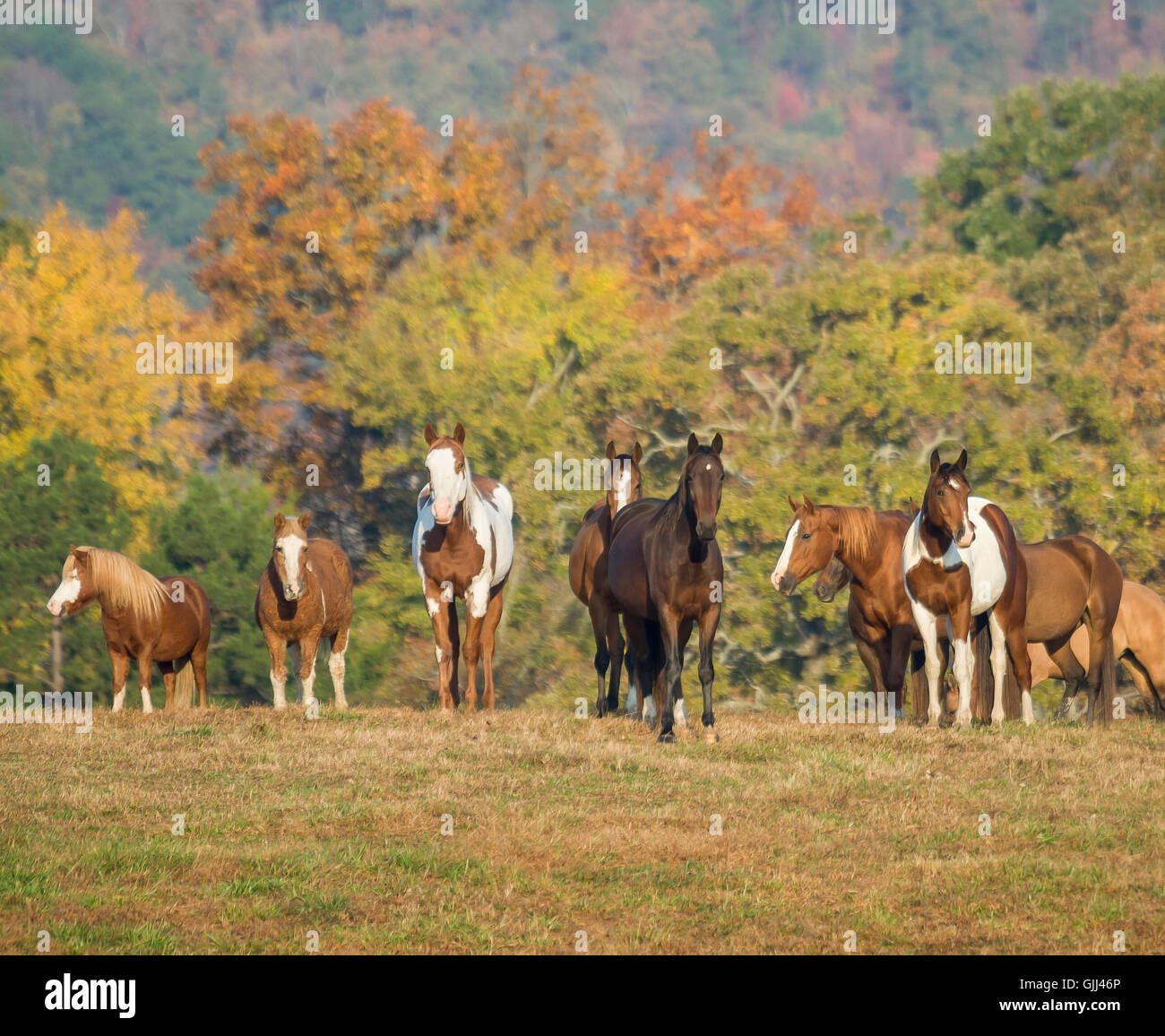 Mixed herd hi-res stock photography and images - Alamy