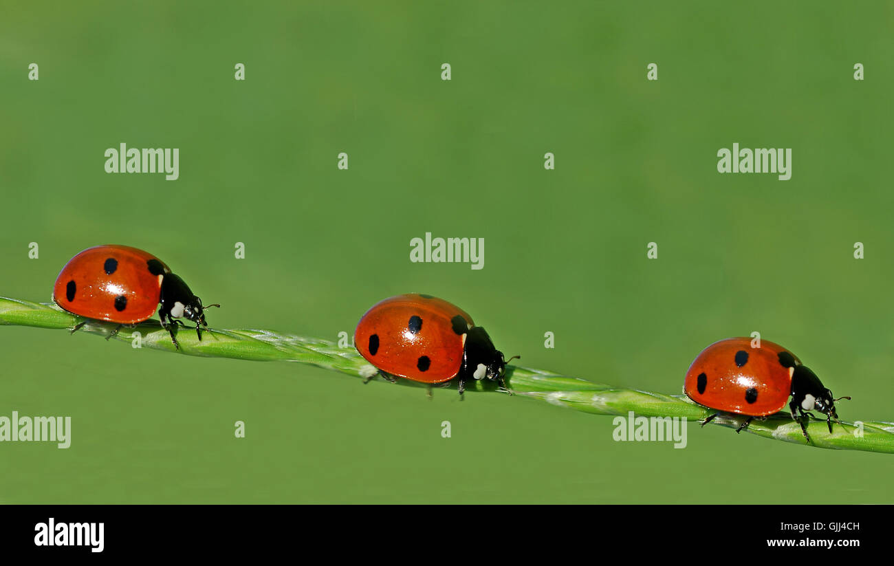 insect beetle dots Stock Photo