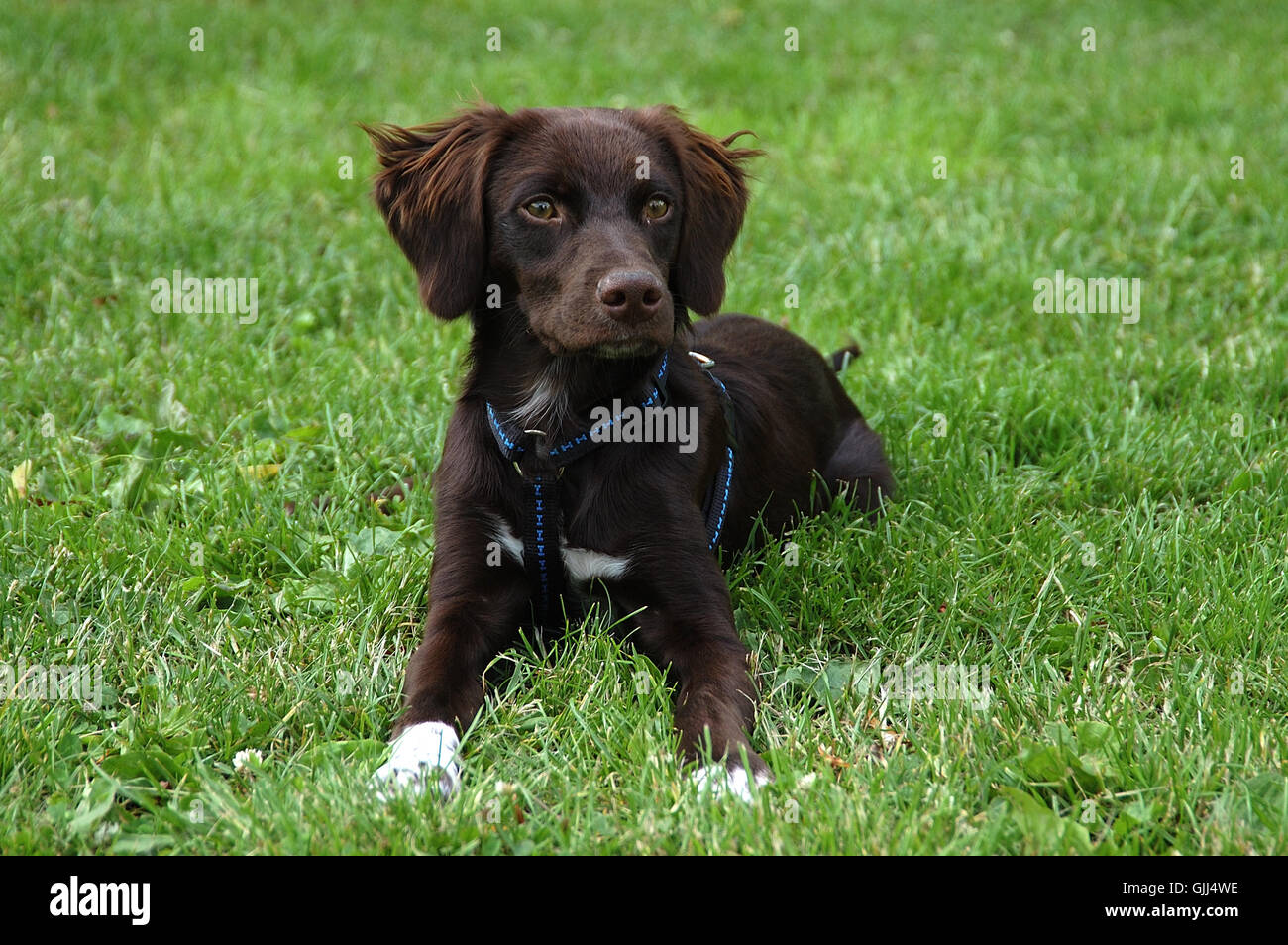 hound dog puppy Stock Photo Alamy