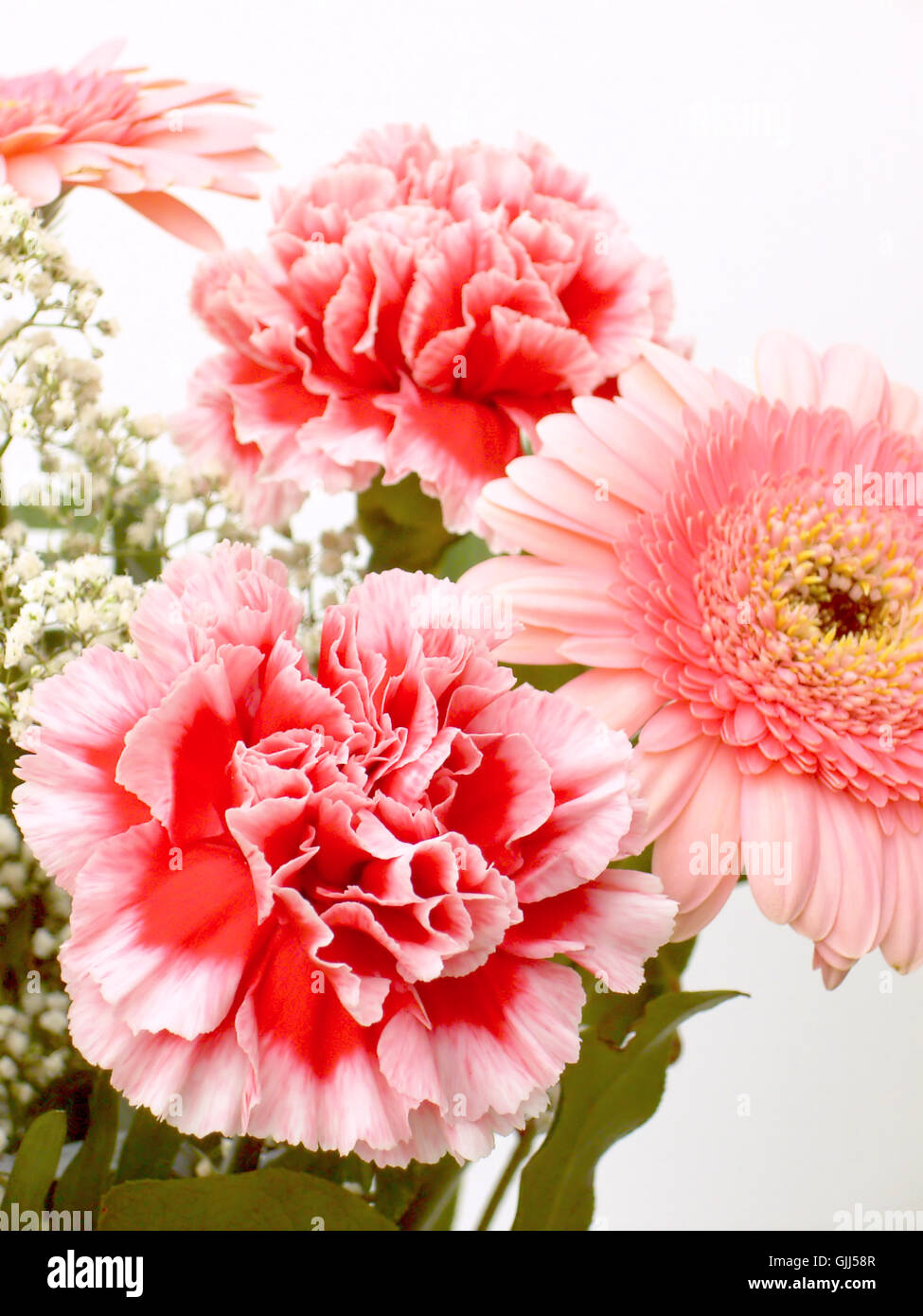 flower plant carnation Stock Photo