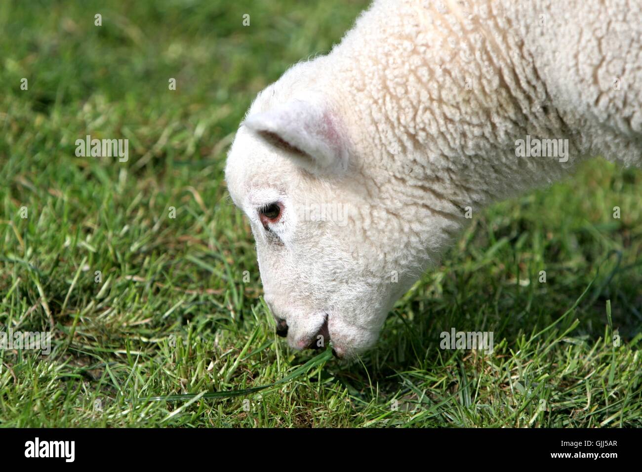 profile animal sheep Stock Photo Alamy