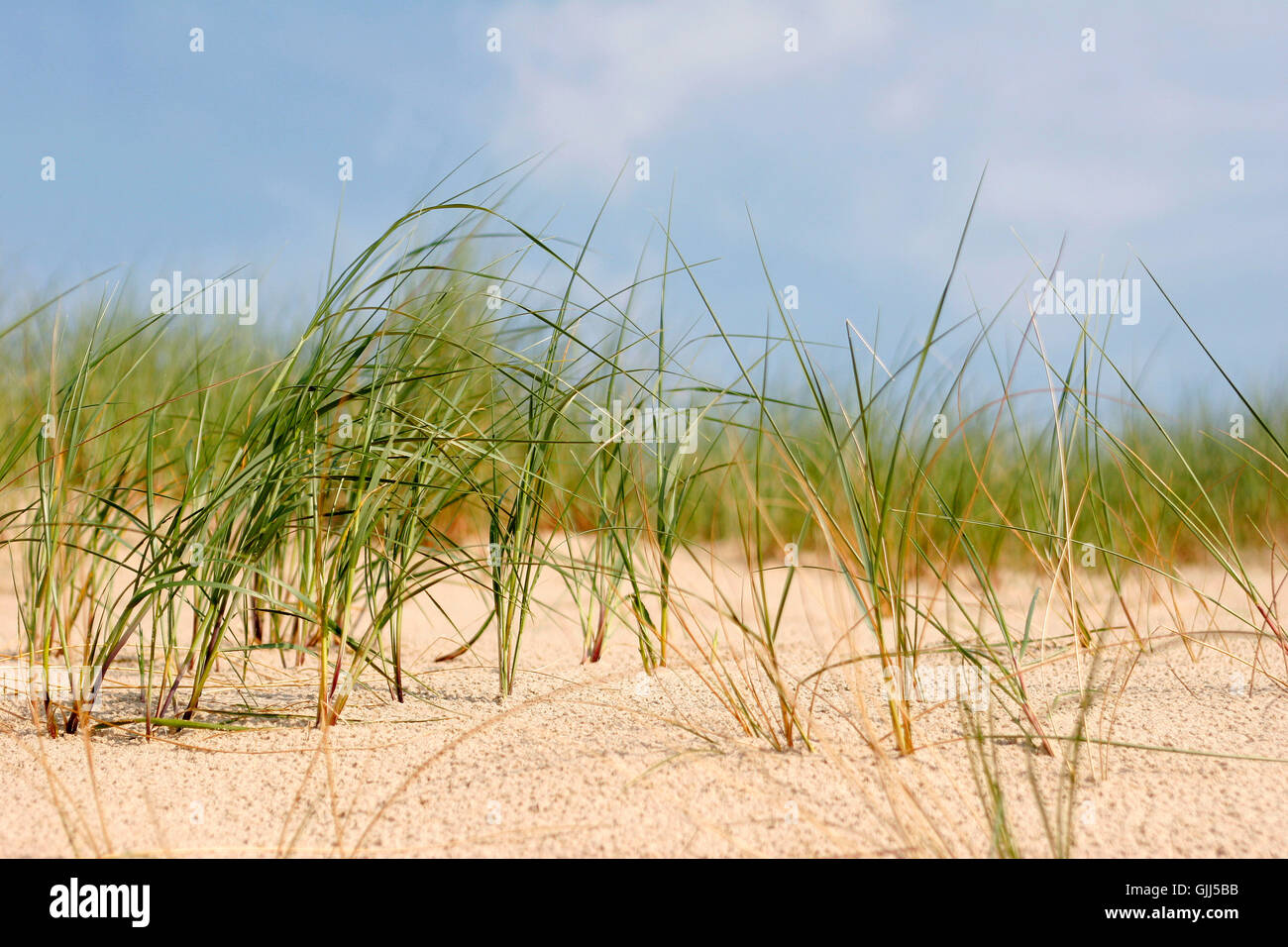 Dunengras hi-res stock photography and images - Alamy