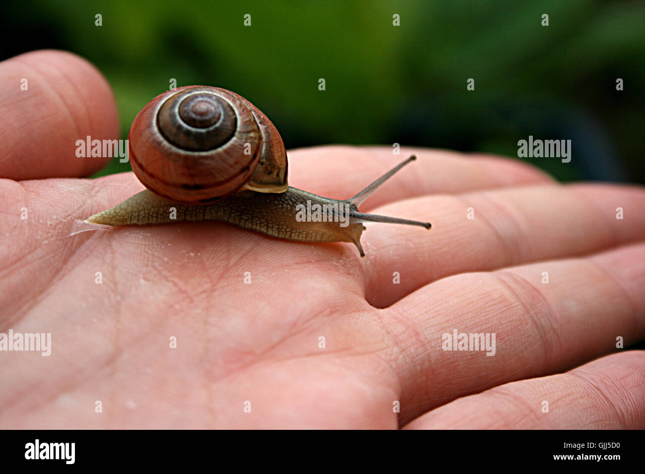 dear a snail on hand,as  Stock Photo