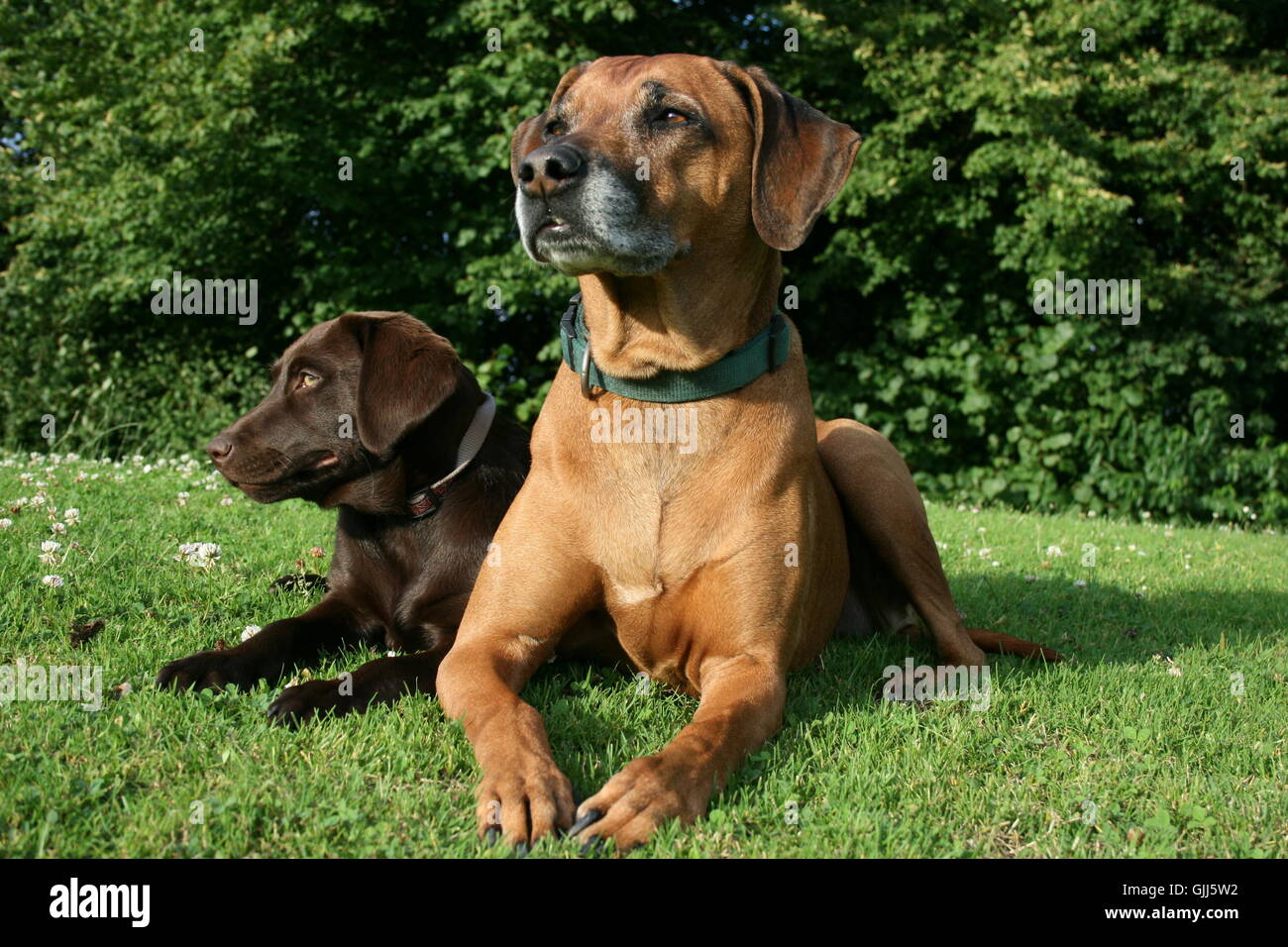 Large Labera labrador big large Stock Photo - Alamy