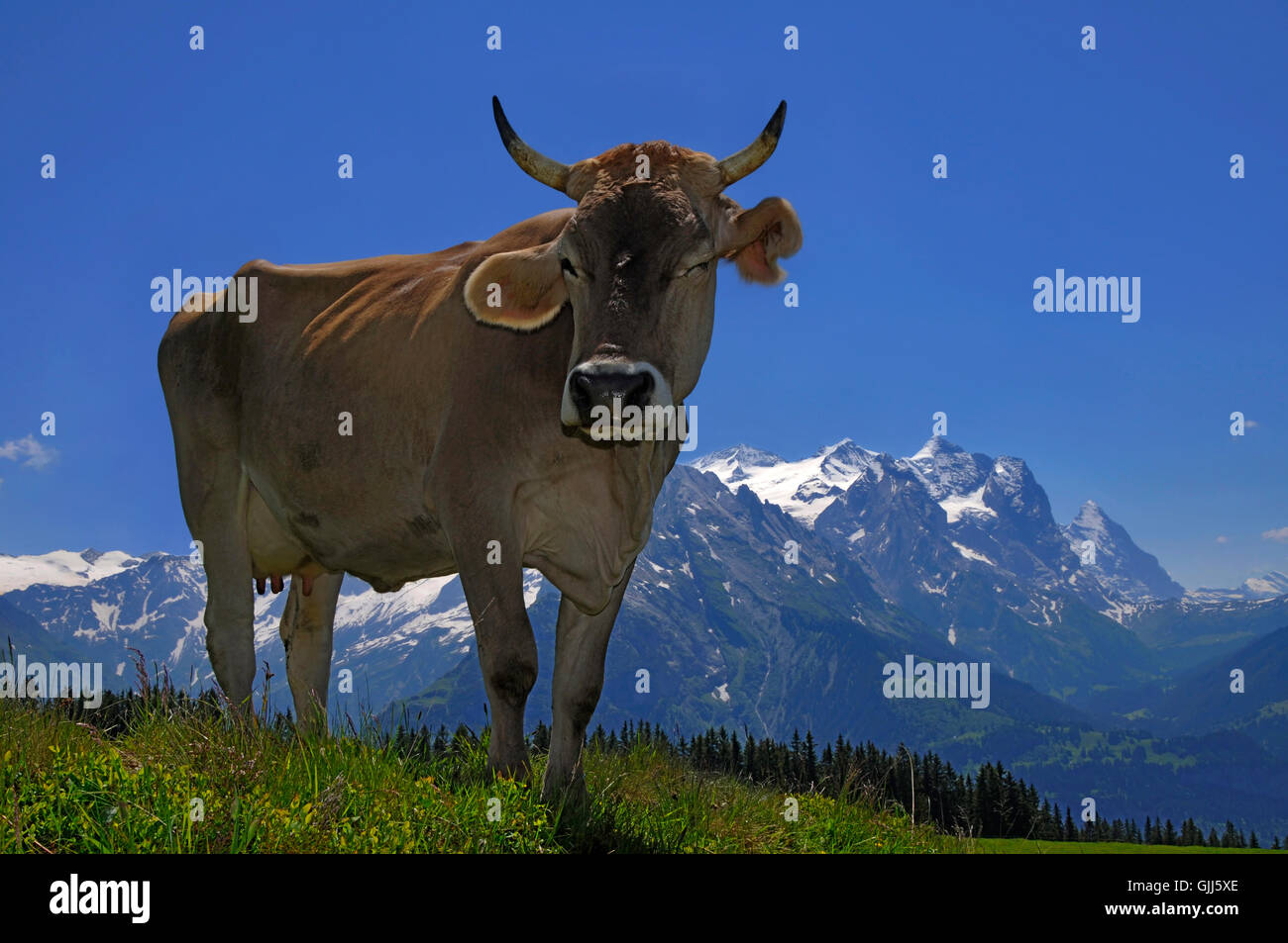 agriculture farming farm animal Stock Photo - Alamy