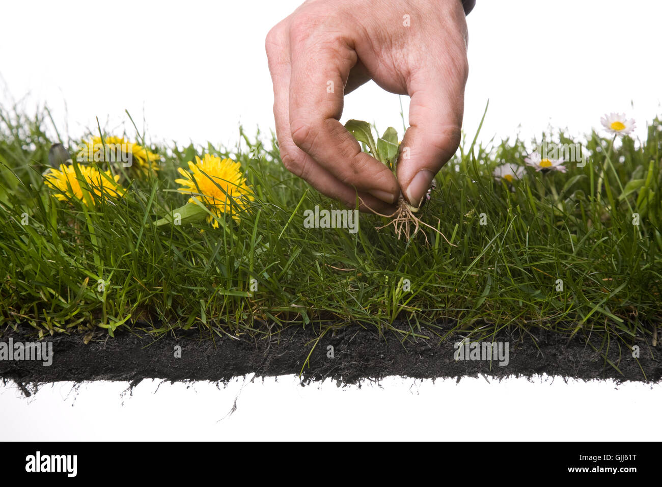 Weed in the garden hi-res stock photography and images - Alamy
