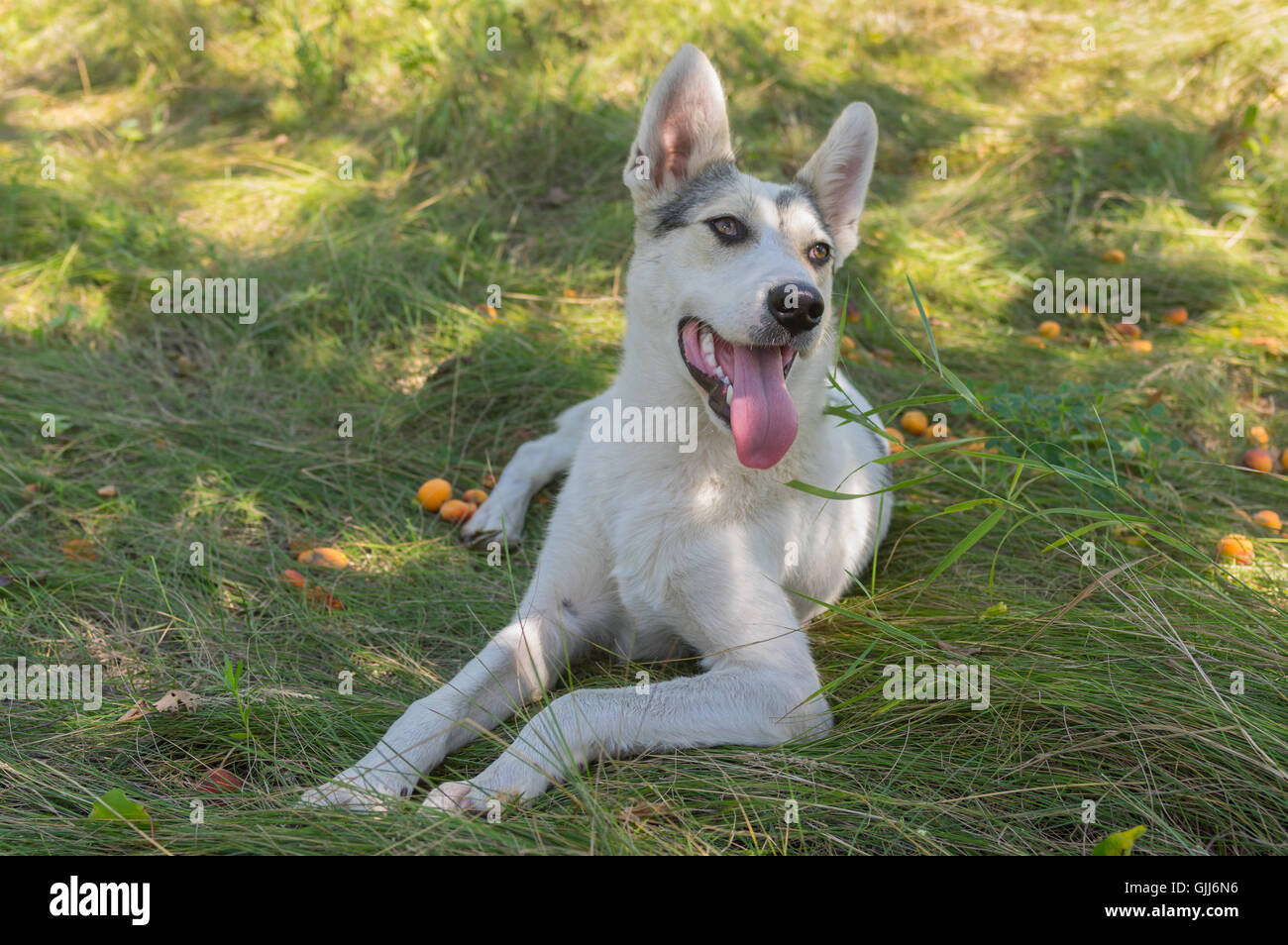 Mixed breed white dog lying lonely in summer orchard Stock Photo - Alamy