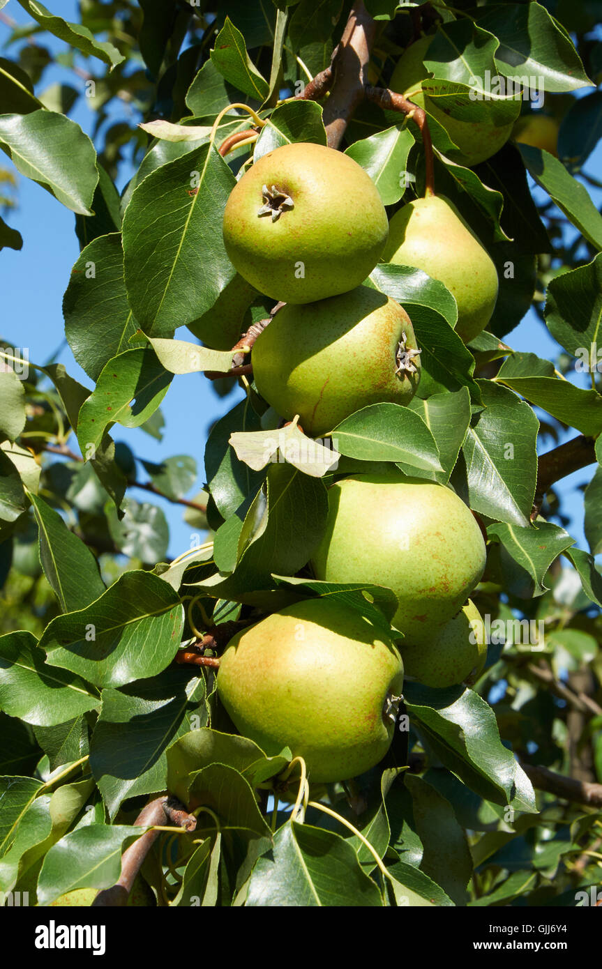 green pears growing on the tree in sunlight Stock Photo