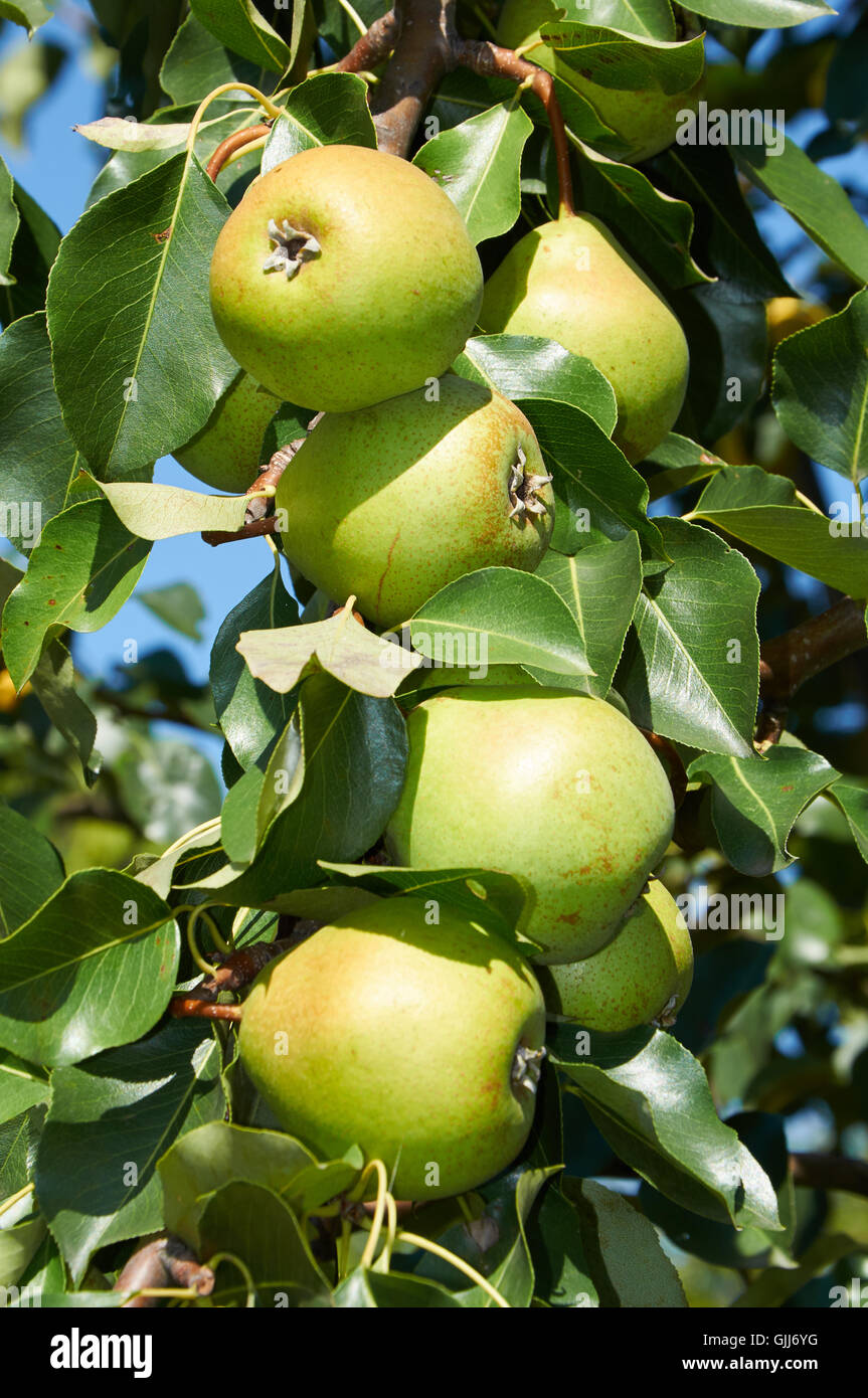 green pears growing on the tree in sunlight Stock Photo