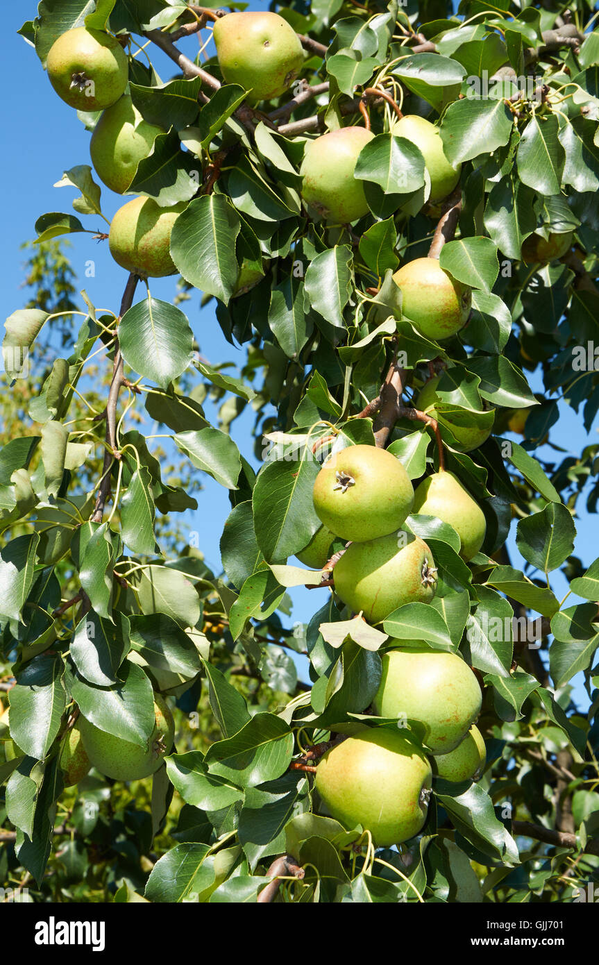 green pears growing on the tree in sunlight Stock Photo