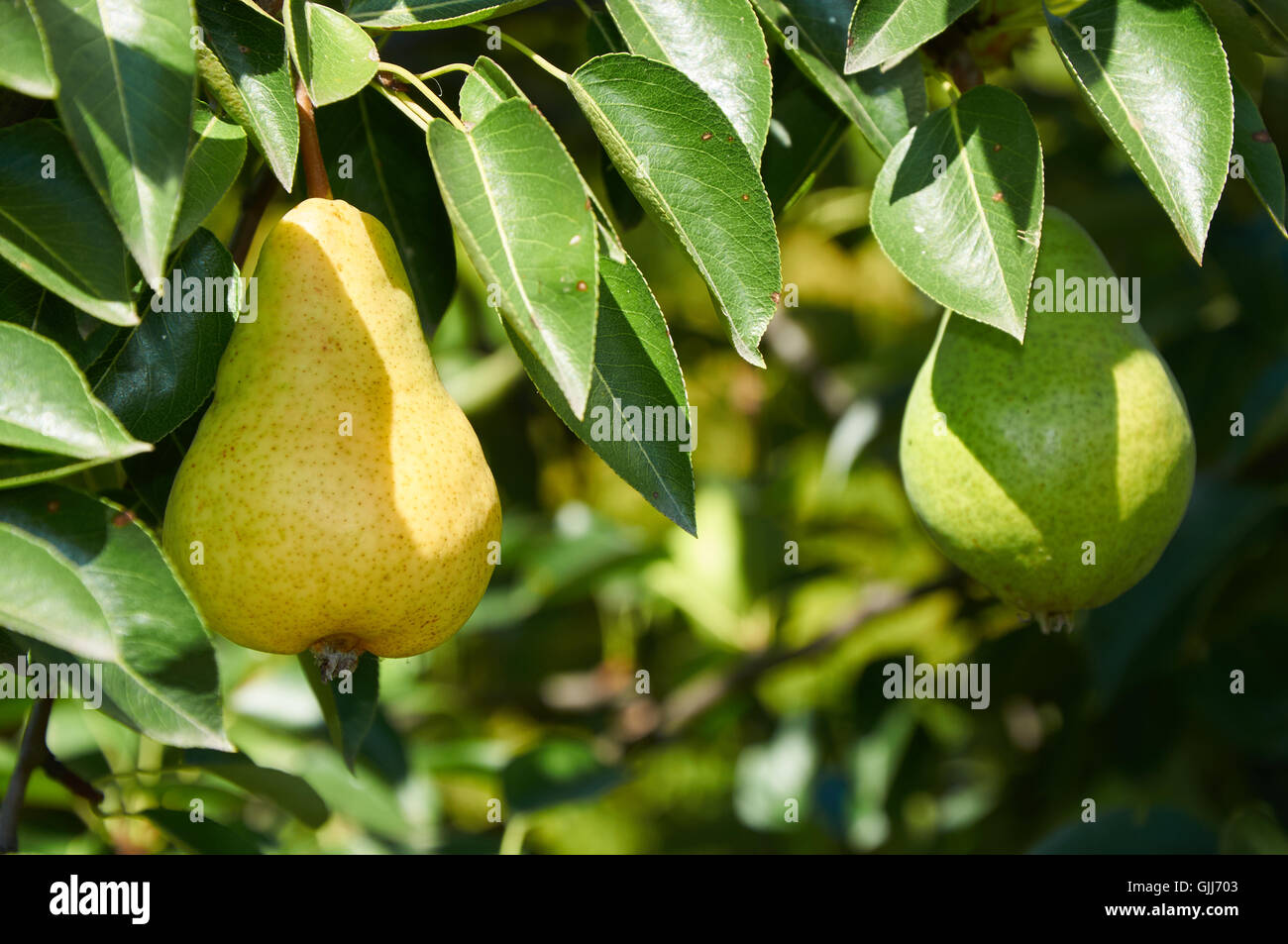 Yellow and green  fruits on the branch of pear tree Stock Photo