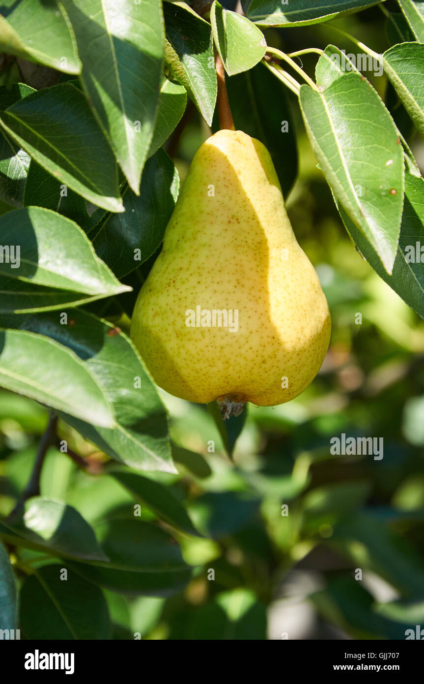 Yellow ripe fruit on the branch of pear tree Stock Photo