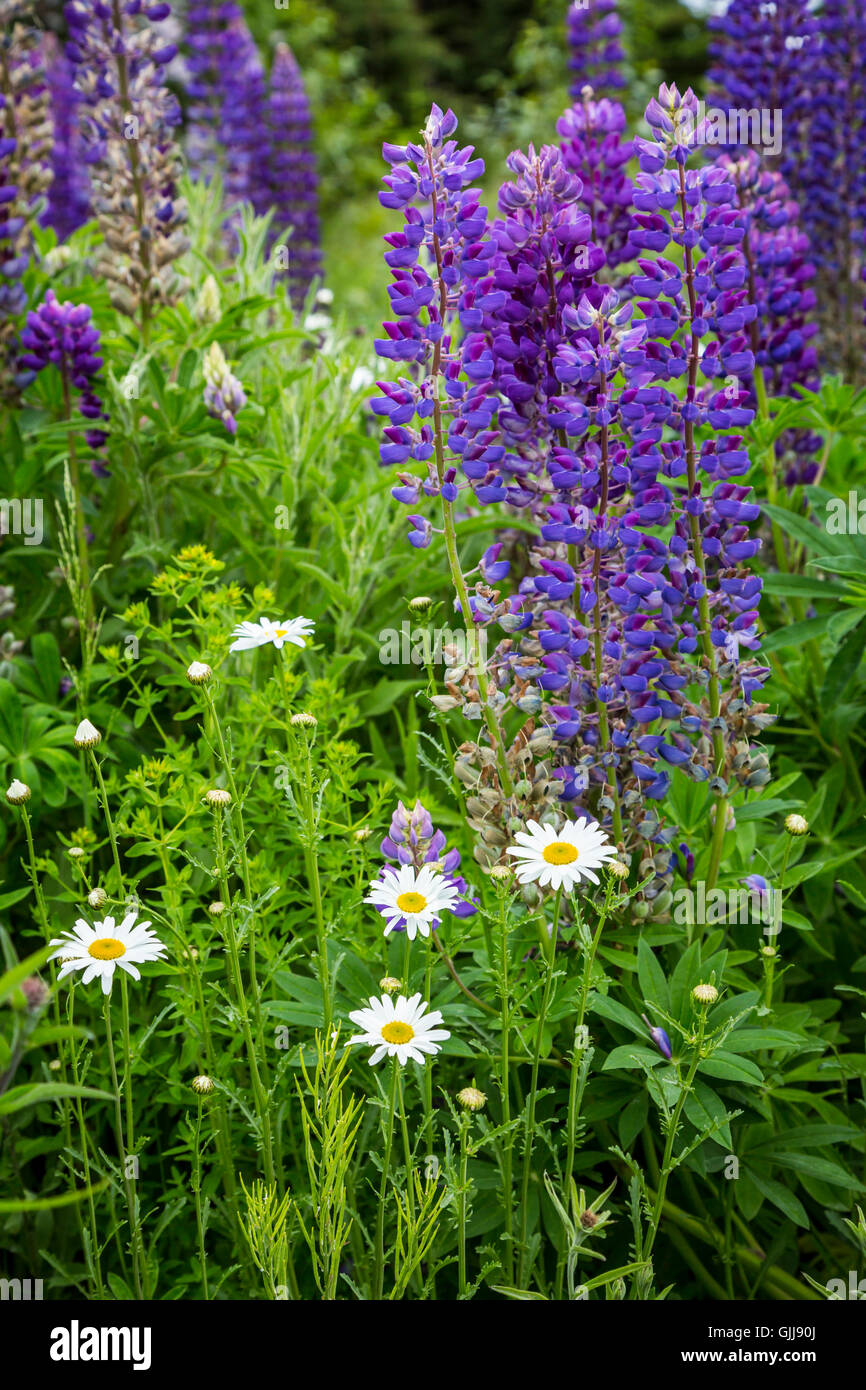 Wildflowers growing in a meadow near Bay Roberts, Newfoundland and Labrador, Canada. Stock Photo