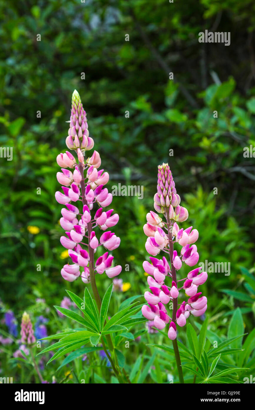 Wildflowers growing in a meadow near Bay Roberts, Newfoundland and Labrador, Canada. Stock Photo