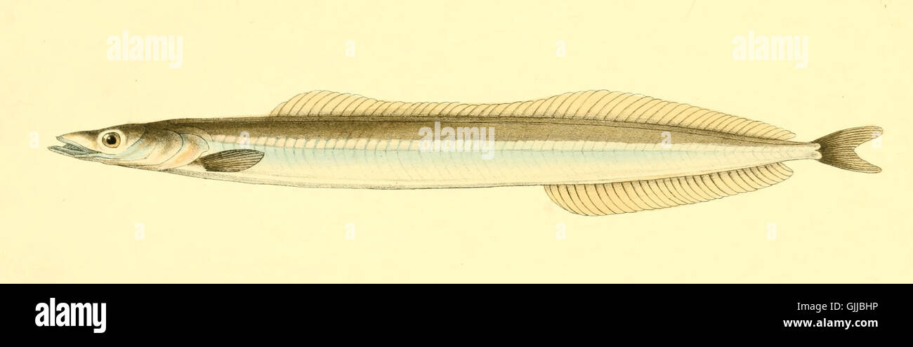 Ammodytes siculus (Gymnammodytes cicerelus) Stock Photo