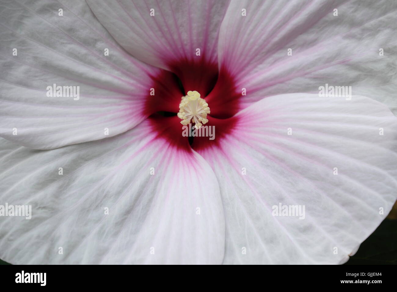Close up of white Hibiscus mutabilis, Malvaceae, also known as Cotton rose or Confederate rose. Stock Photo