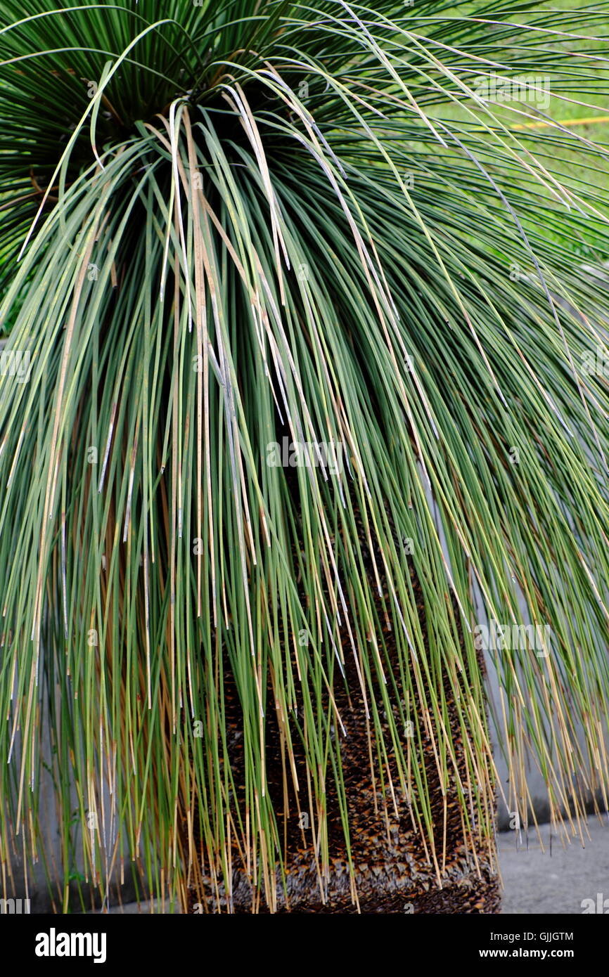 Foliage of Dasylirion longissimum. Family Asparagaceae, subfamily Dracaenaceae, Genus Dasylirion longissimum, mexican native pla Stock Photo