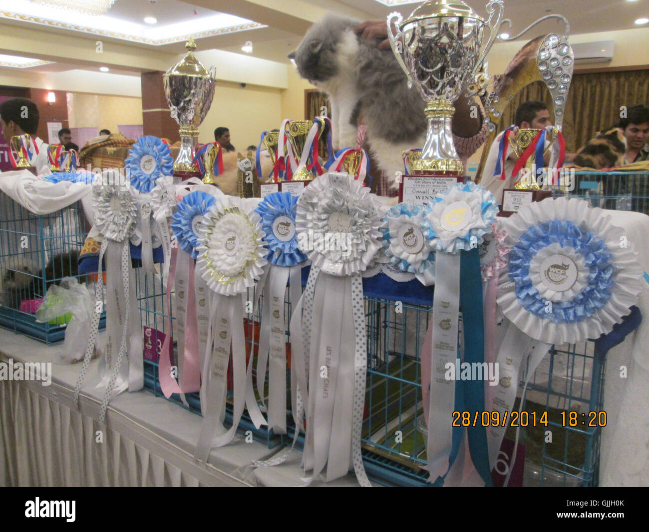 'BELLA' 6 month kitten won 'Best of Best in Show' at 'Mumbai cat show 2014' Stock Photo