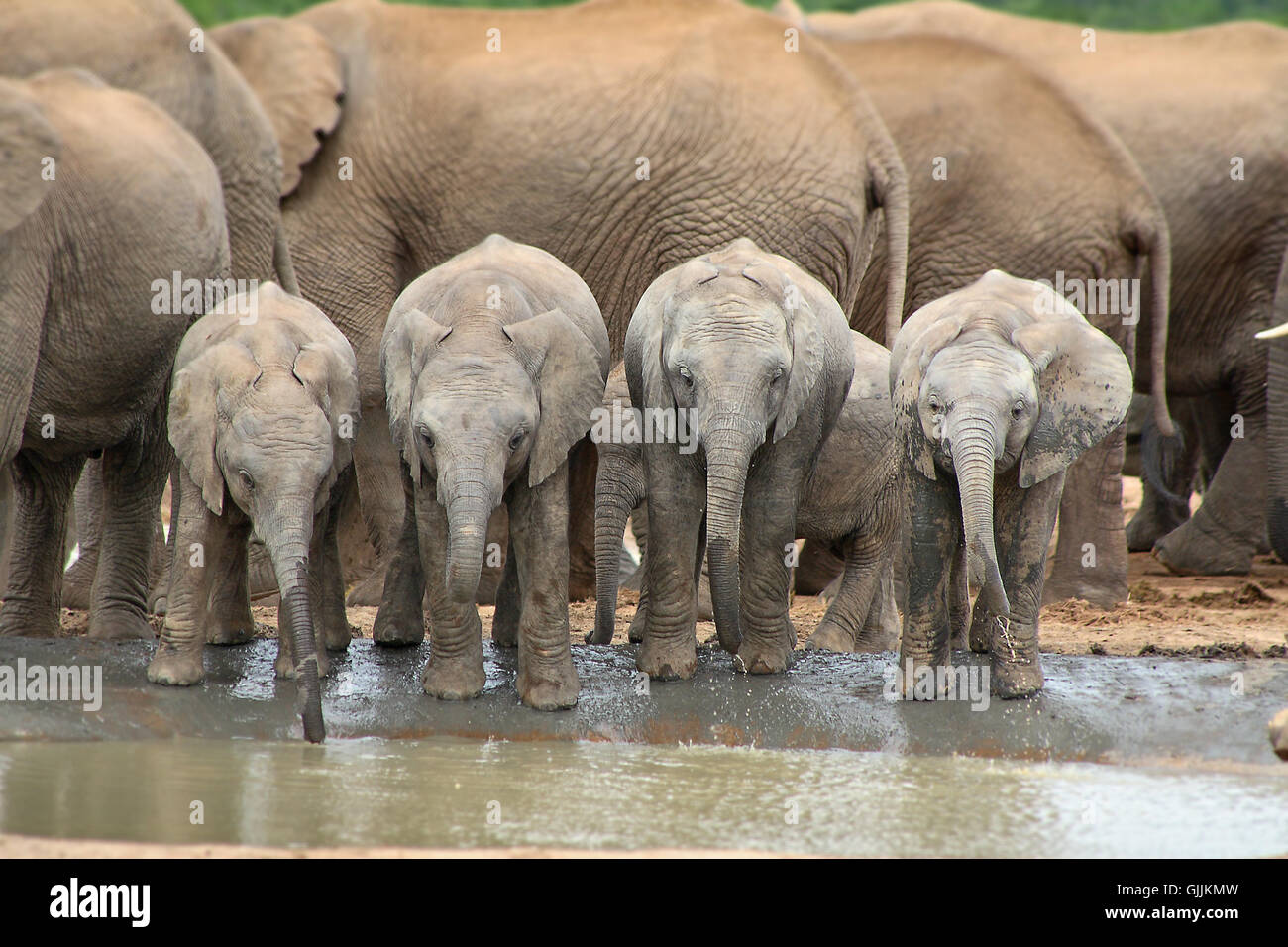 africa elephant tusks Stock Photo