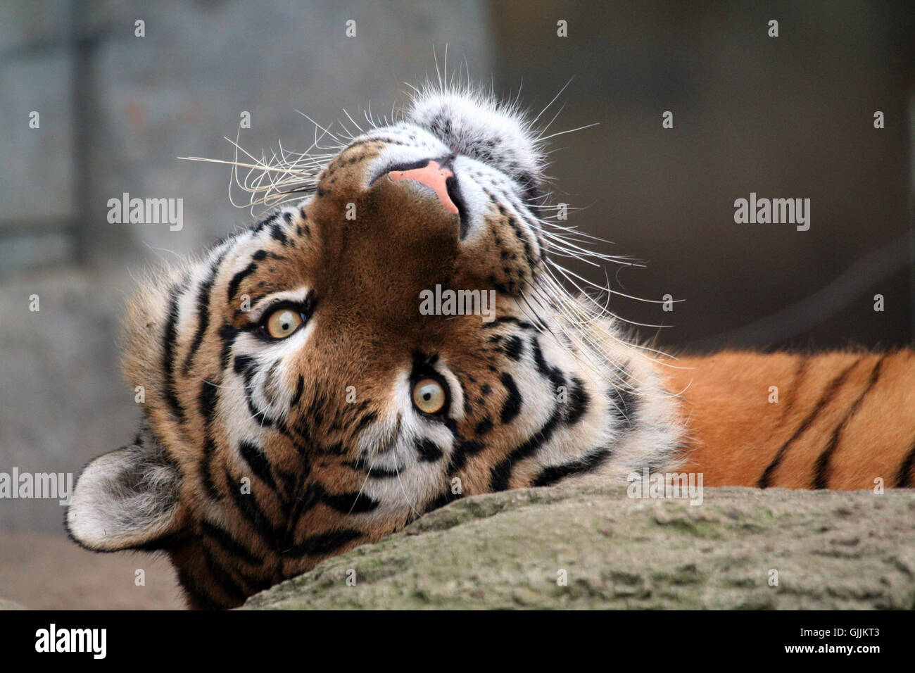 Big saucer eyes hires stock photography and images Alamy