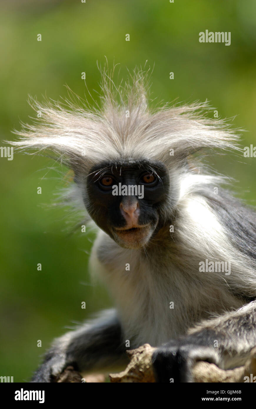 wild monkey crazy Stock Photo