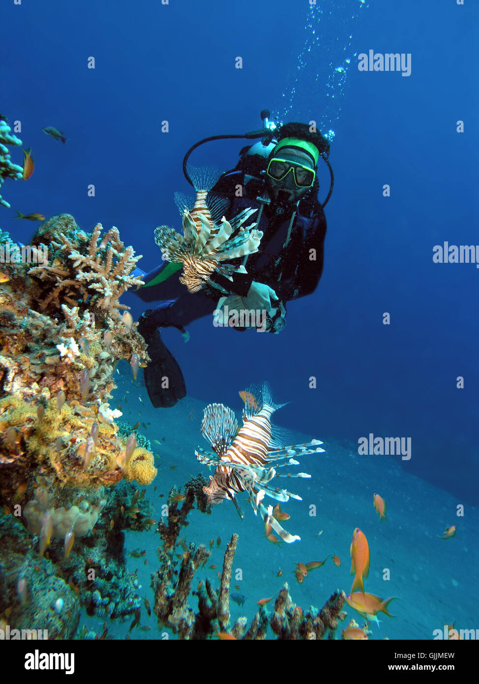 diver and lionfish Stock Photo