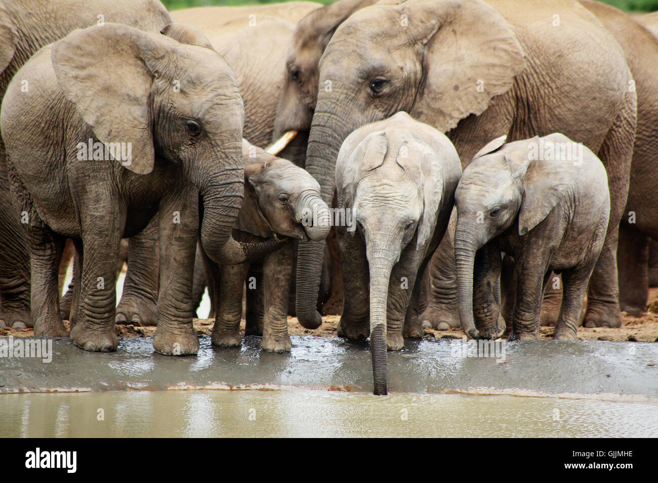 travel animal africa Stock Photo