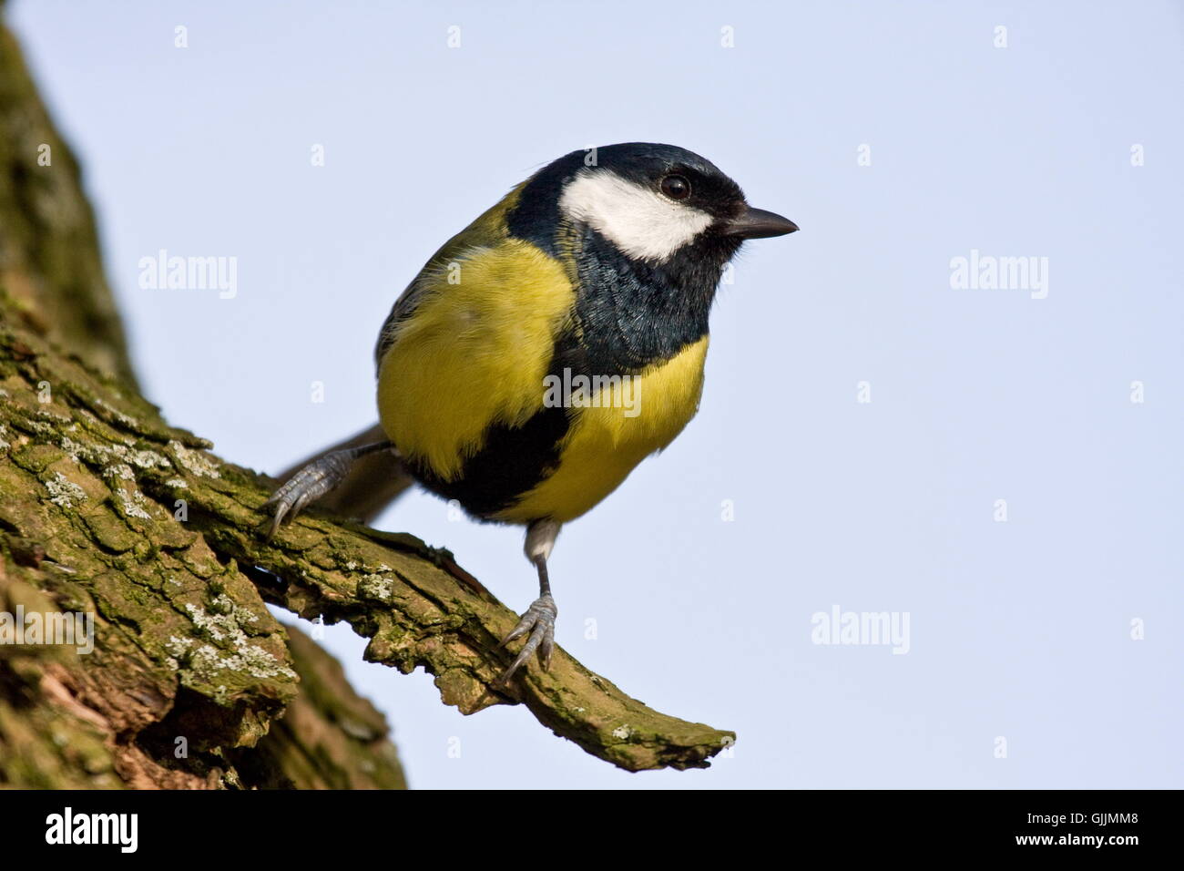 titmouse great titmouse singing-bird Stock Photo