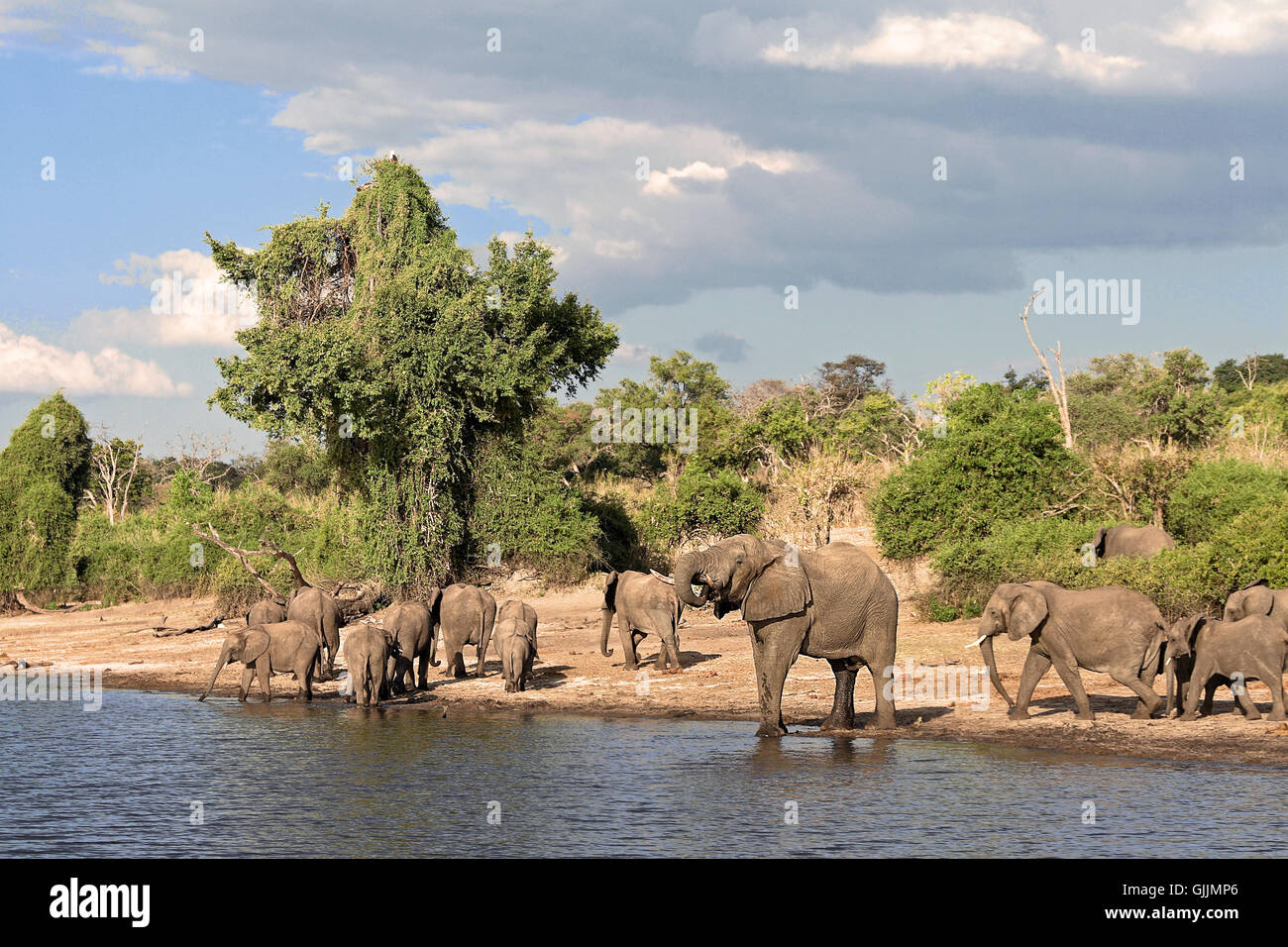 teatime at chobe Stock Photo