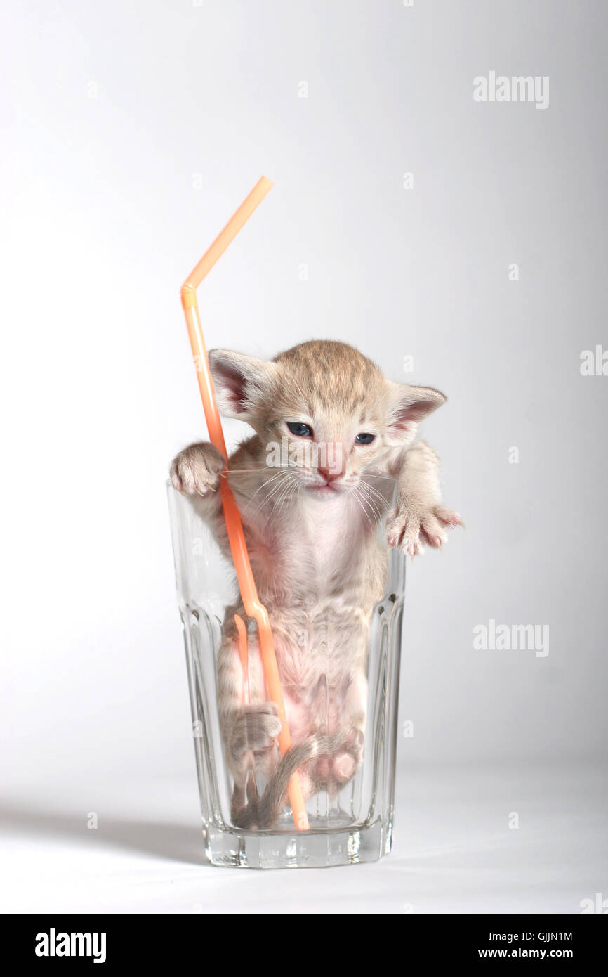 straw animal child drinking glass Stock Photo