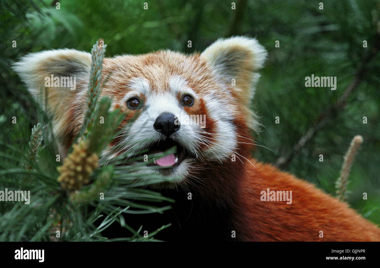 bear small tiny Stock Photo - Alamy